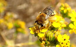 Image of Tetraloniella pomonae (Cockerell 1915)