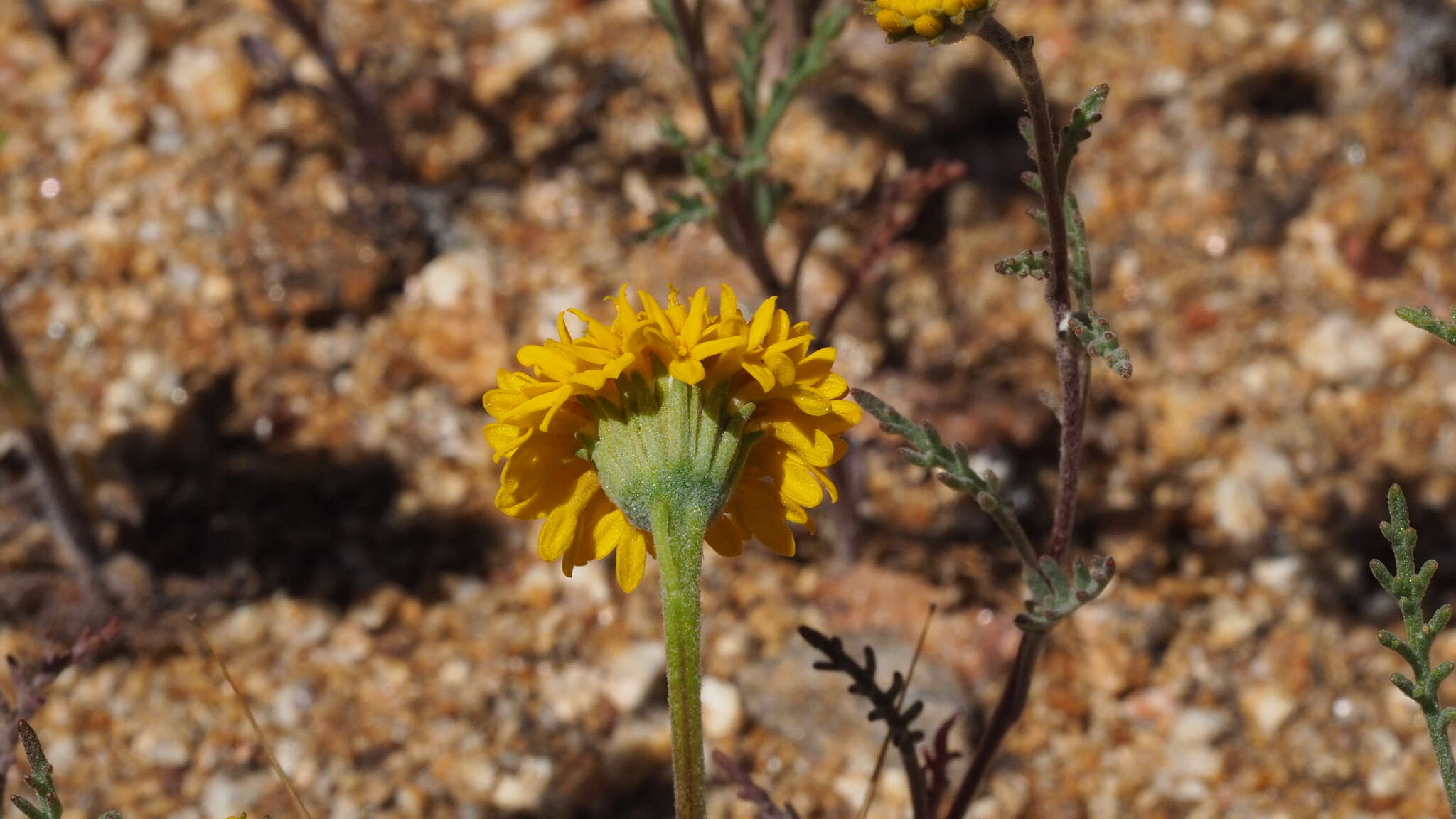 Sivun Chaenactis glabriuscula var. glabriuscula kuva