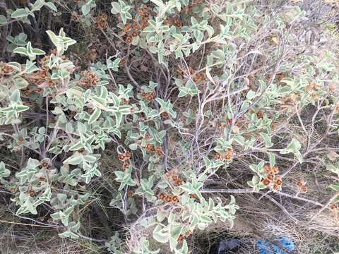 Image of Cistus parviflorus Lam.