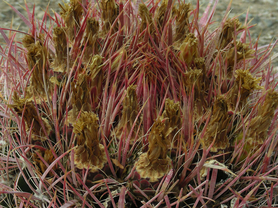 Image of Leconte's barrel cactus