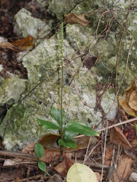 Image of Hairy jewel orchid