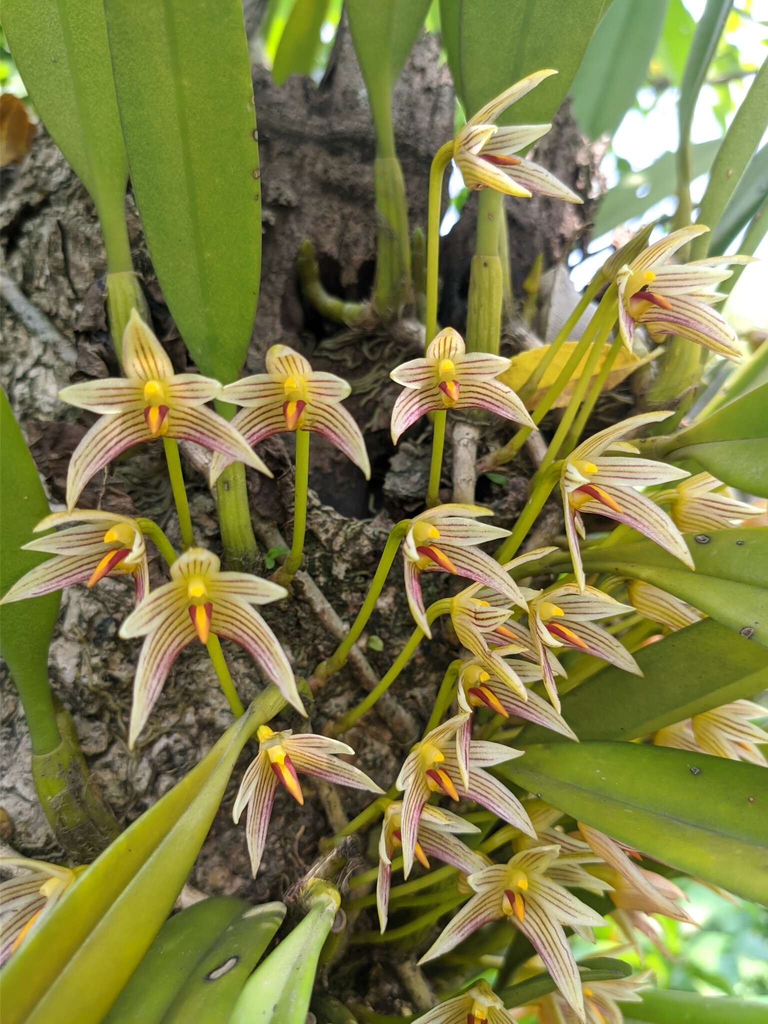 Sivun Bulbophyllum affine Wall. ex Lindl. kuva