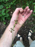 Image of green bulrush