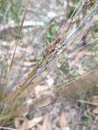 Image of Lepidosperma semiteres Boeckeler