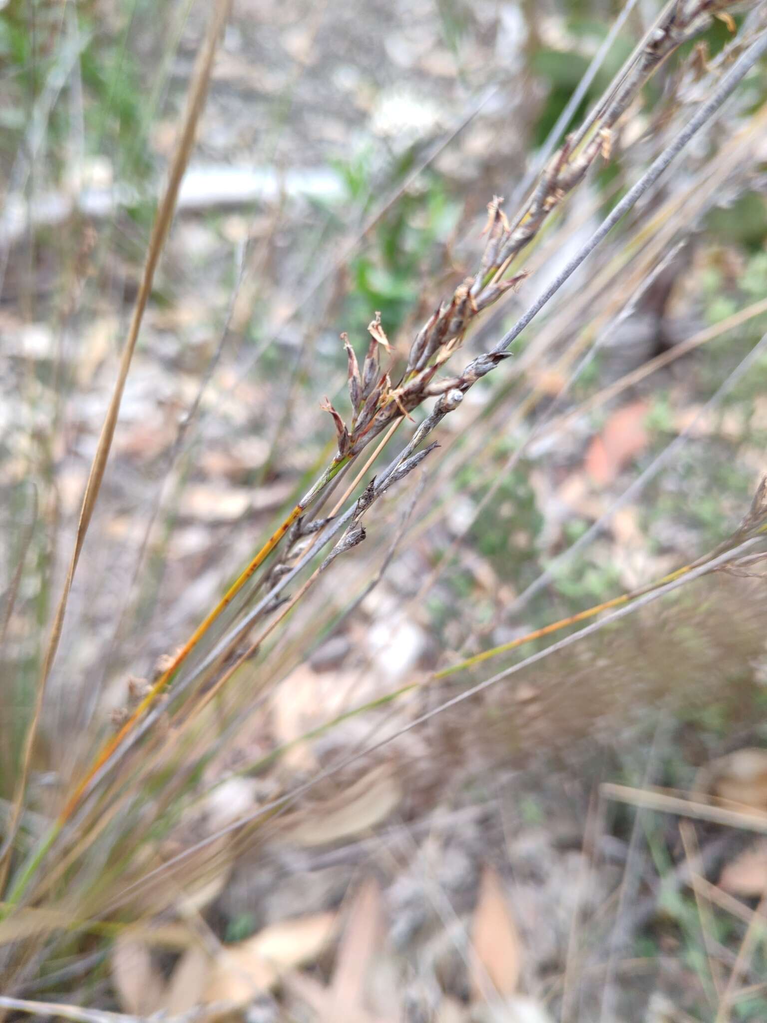 Image of Lepidosperma semiteres Boeckeler