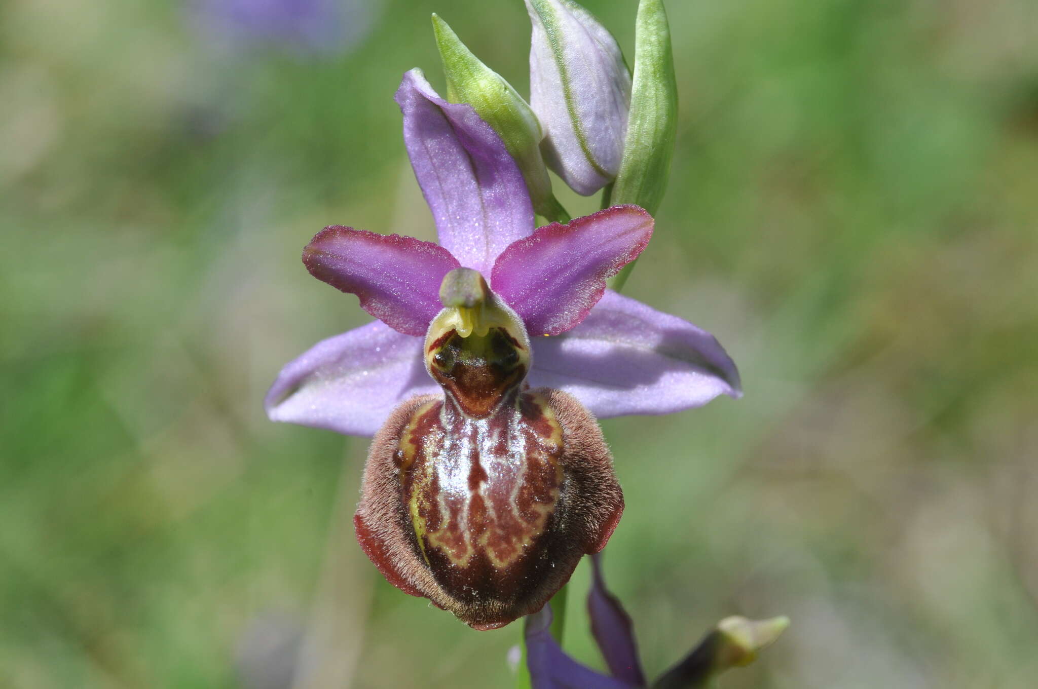 صورة Ophrys sphegodes subsp. aveyronensis J. J. Wood