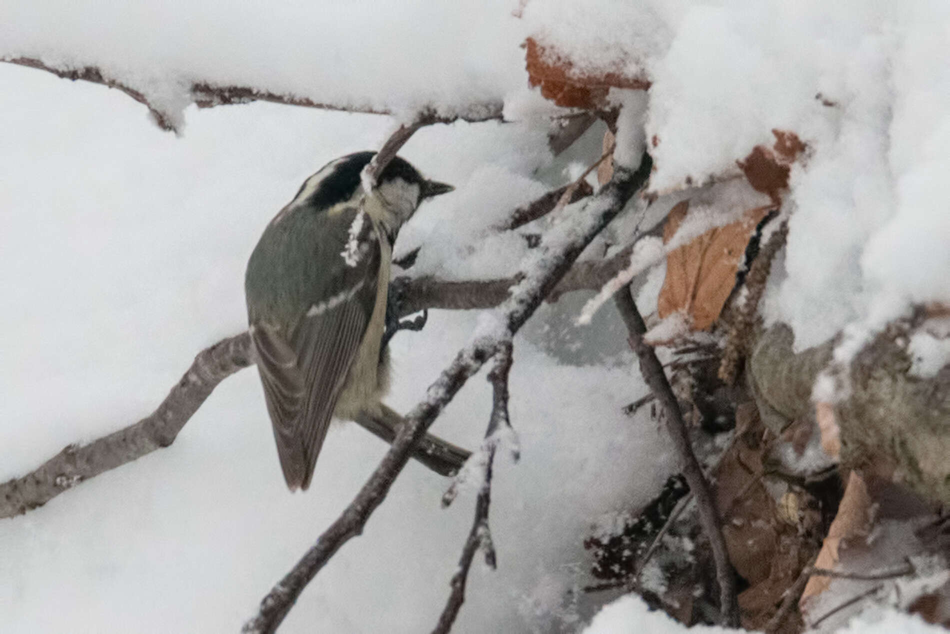 Image of Periparus ater moltchanovi (Menzbier 1903)