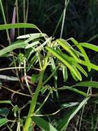 Image of Euphorbia succedanea L. C. Wheeler