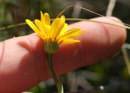 Image de Osteospermum imbricatum L.