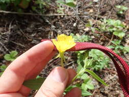 Image of Oenothera subterminalis R. R. Gates
