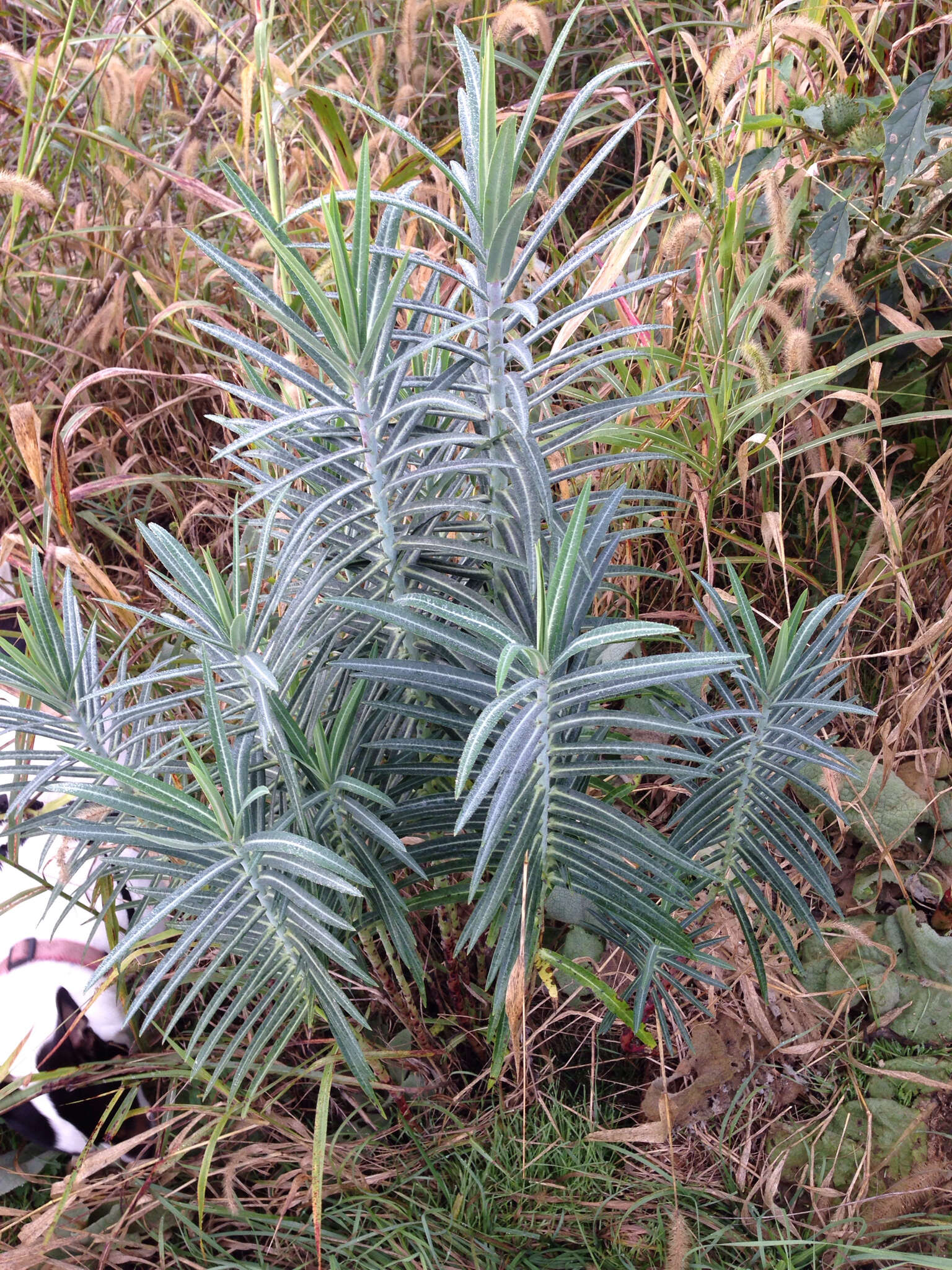 Image of caper spurge