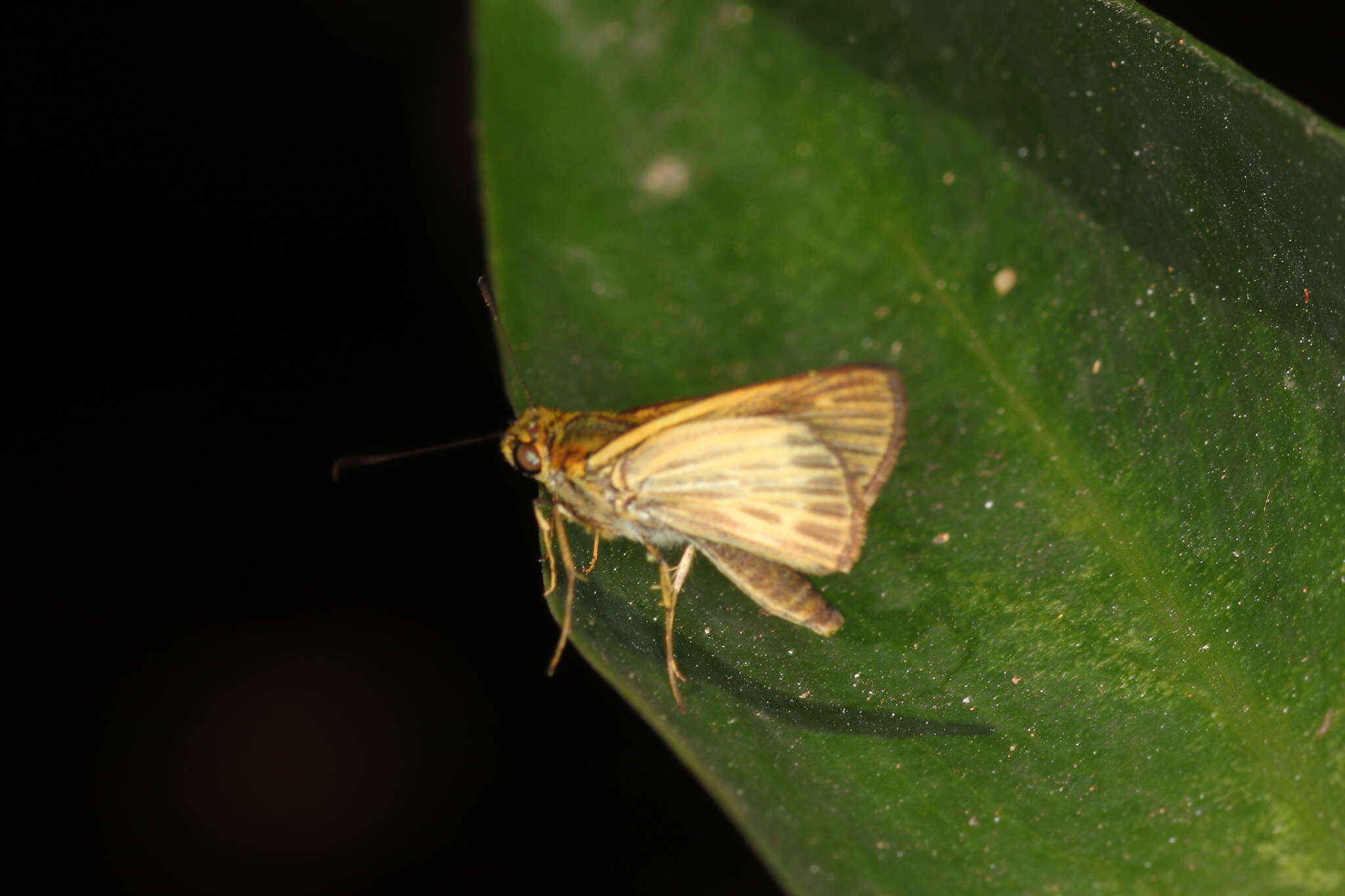 Image of Parphorus pseudecorus Hayward 1934