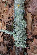 Image of shield lichen