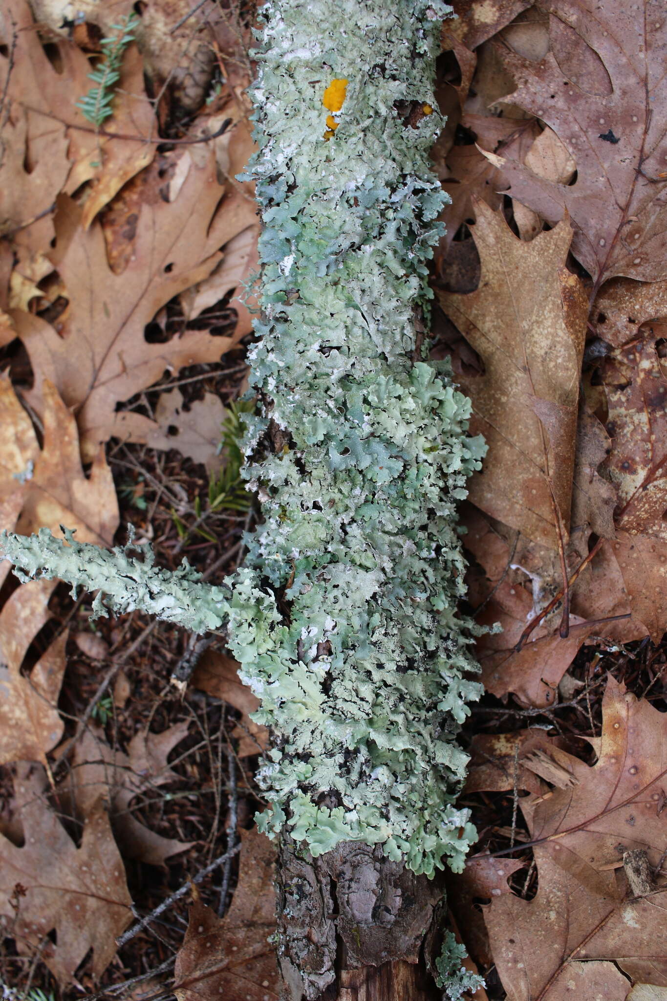 Image of shield lichen