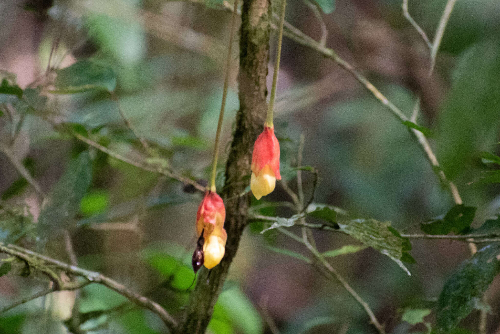 Image of Drymonia pendula (Poepp.) Wiehler