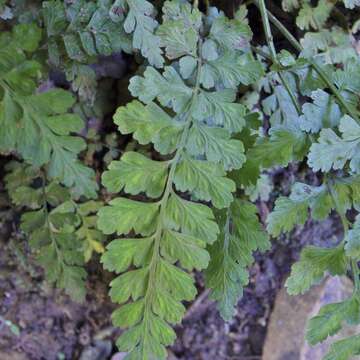 Слика од Asplenium laciniatum subsp. laciniatum