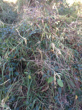 Image of earleaf nightshade