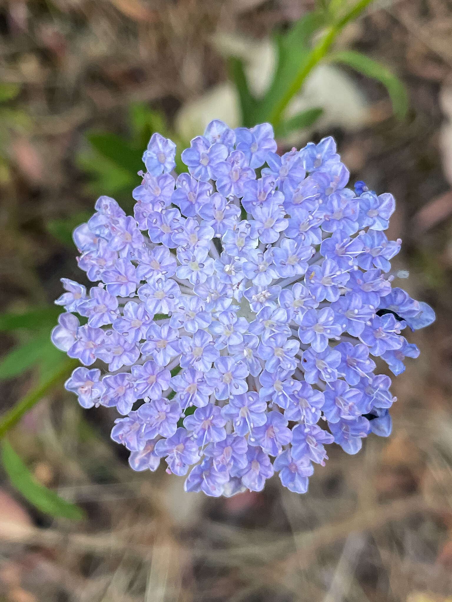 Image of Trachymene coerulea R. Grah.