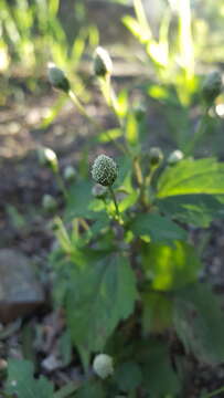 Image of Acmella radicans (Jacquin) R. K. Jansen