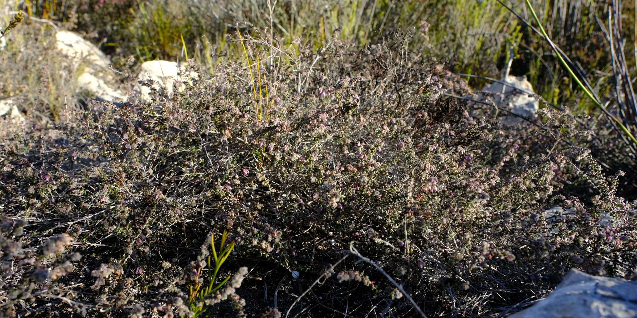 Image of Erica radicans subsp. schlechteri (N. E. Br.) E. G. H. Oliver