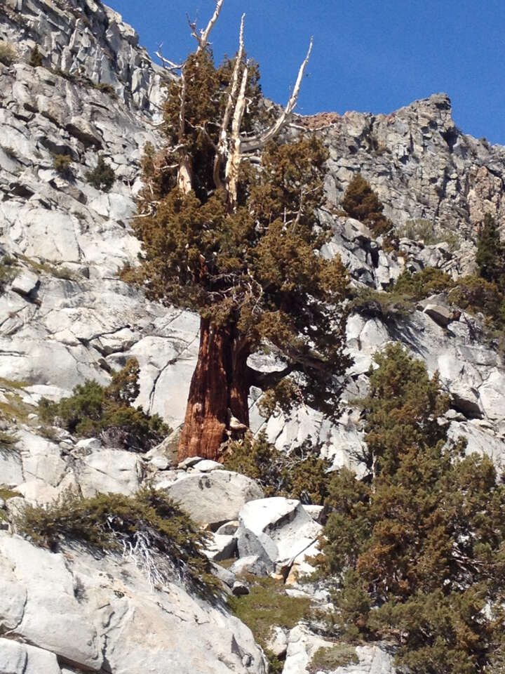 Juniperus occidentalis var. australis (Vasek) P. Lebreton & N. H. Holmgren的圖片