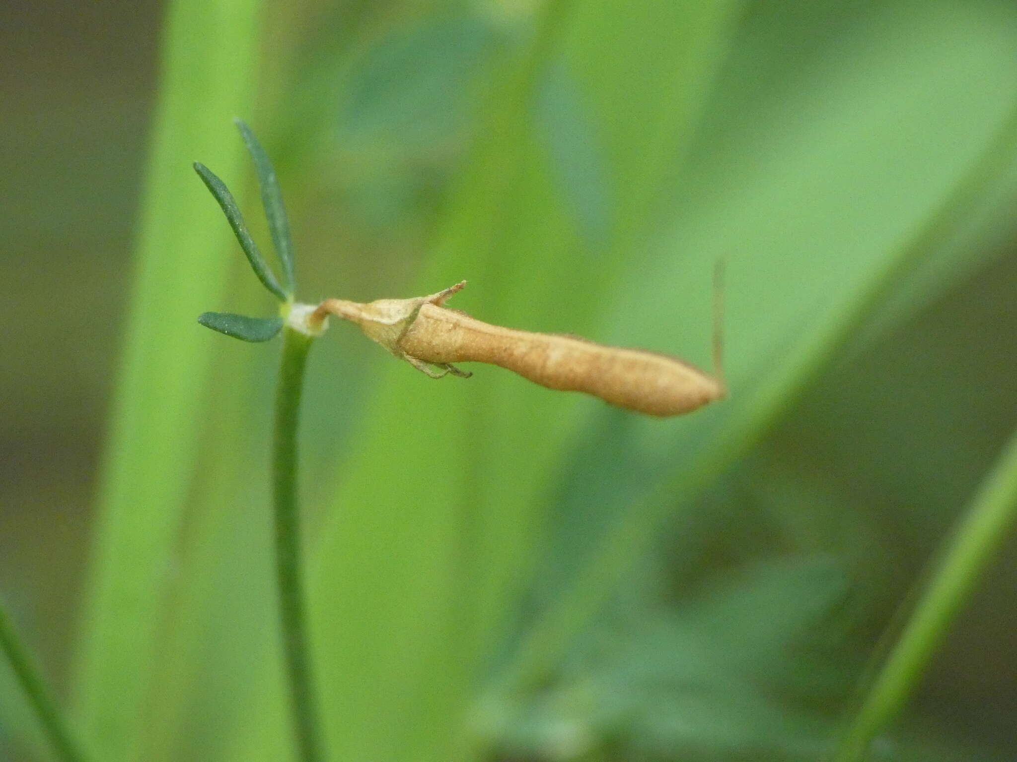 Imagem de Lotus tenuis Waldst. & Kit.