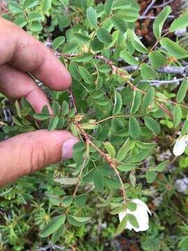 Image of Rosa oxyacantha M. Bieb.