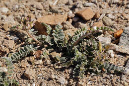 Image of widow's milkvetch