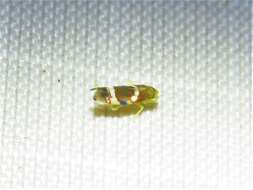 Image of Grapevine Leafhopper