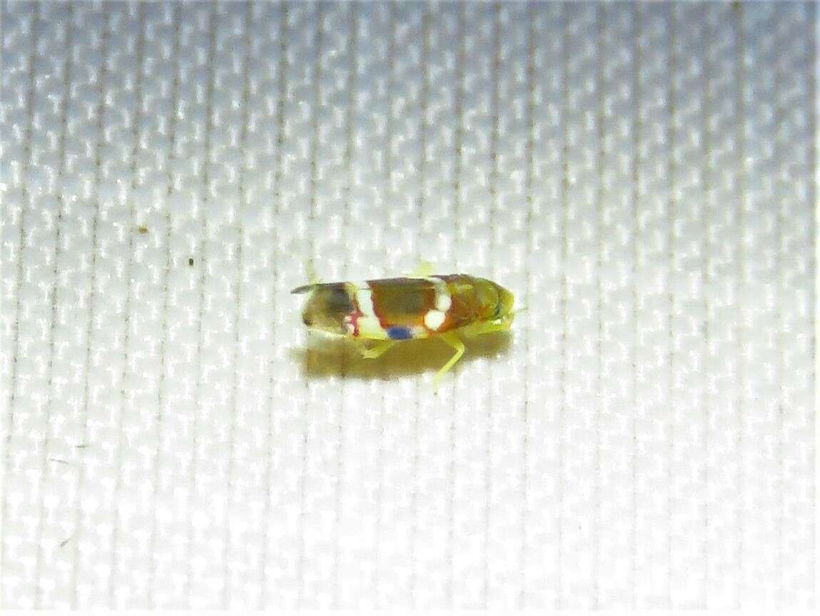 Image of Grapevine Leafhopper