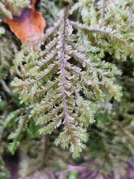 Image of Plagiochila stephensoniana Mitt.