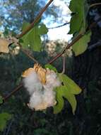 Image of Levant cotton