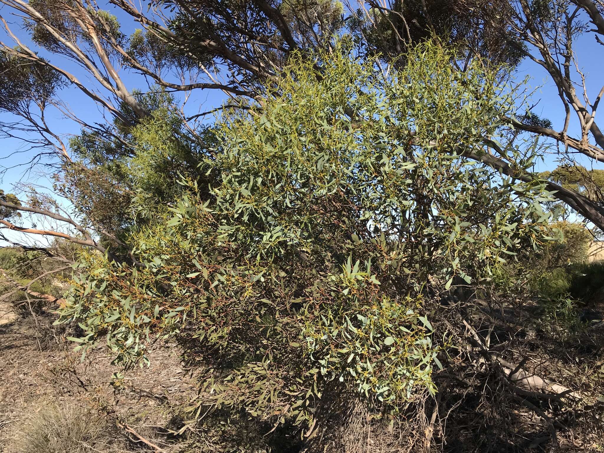 Image of <i>Eucalyptus dissimulata</i> subsp. <i>plauta</i>