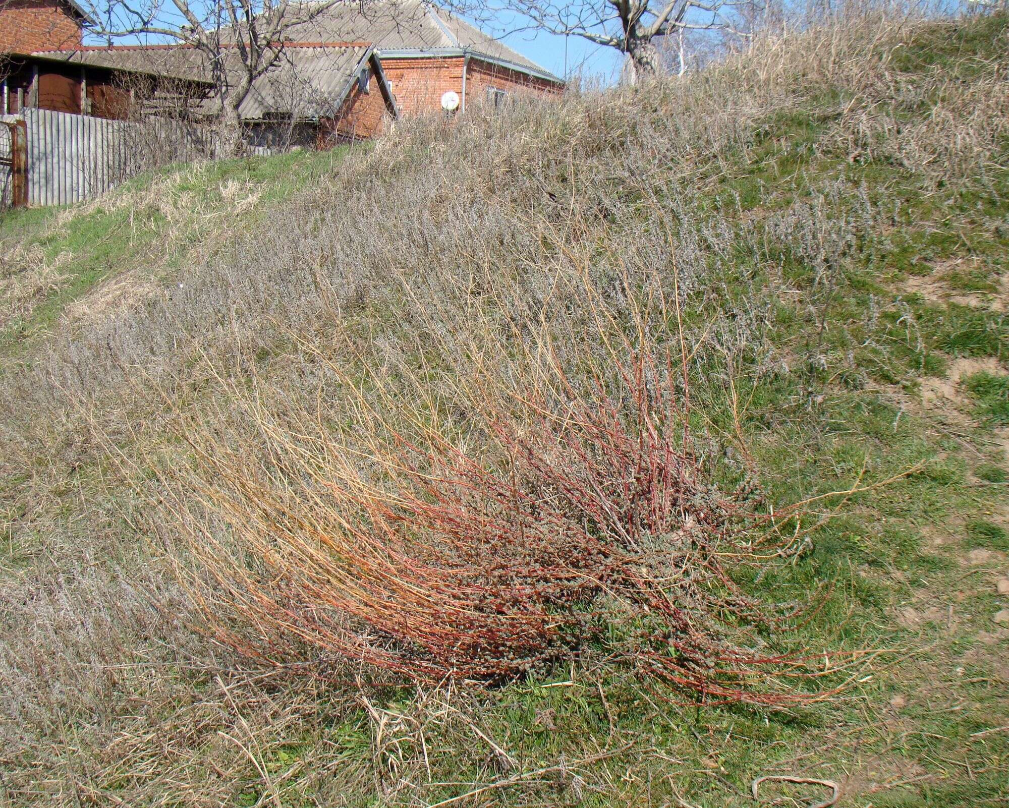 Image of forage kochia