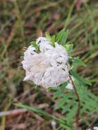 Image of Pimelea linifolia subsp. linifolia