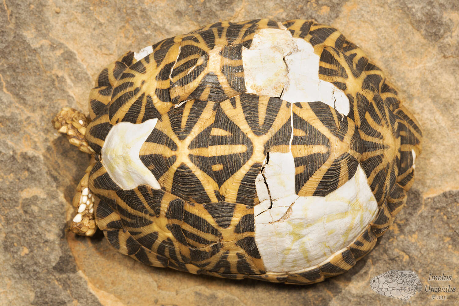 Image of Southern Tent Tortoise