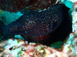 Image of Hourglass moray