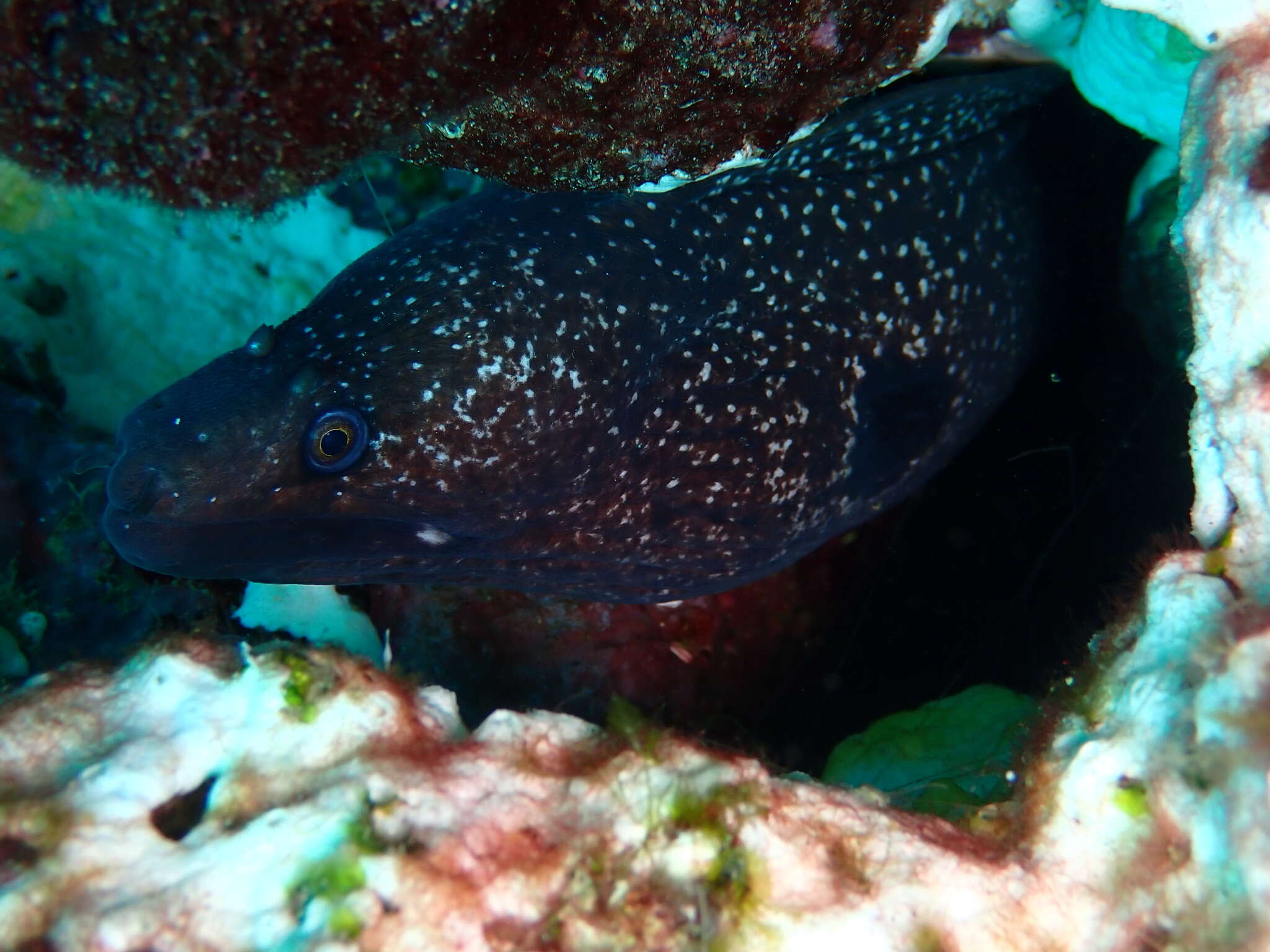 Image of Hourglass moray