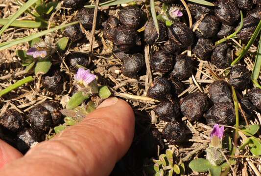 Image of Blepharis integrifolia (L. fil.) E. Mey. & Drege