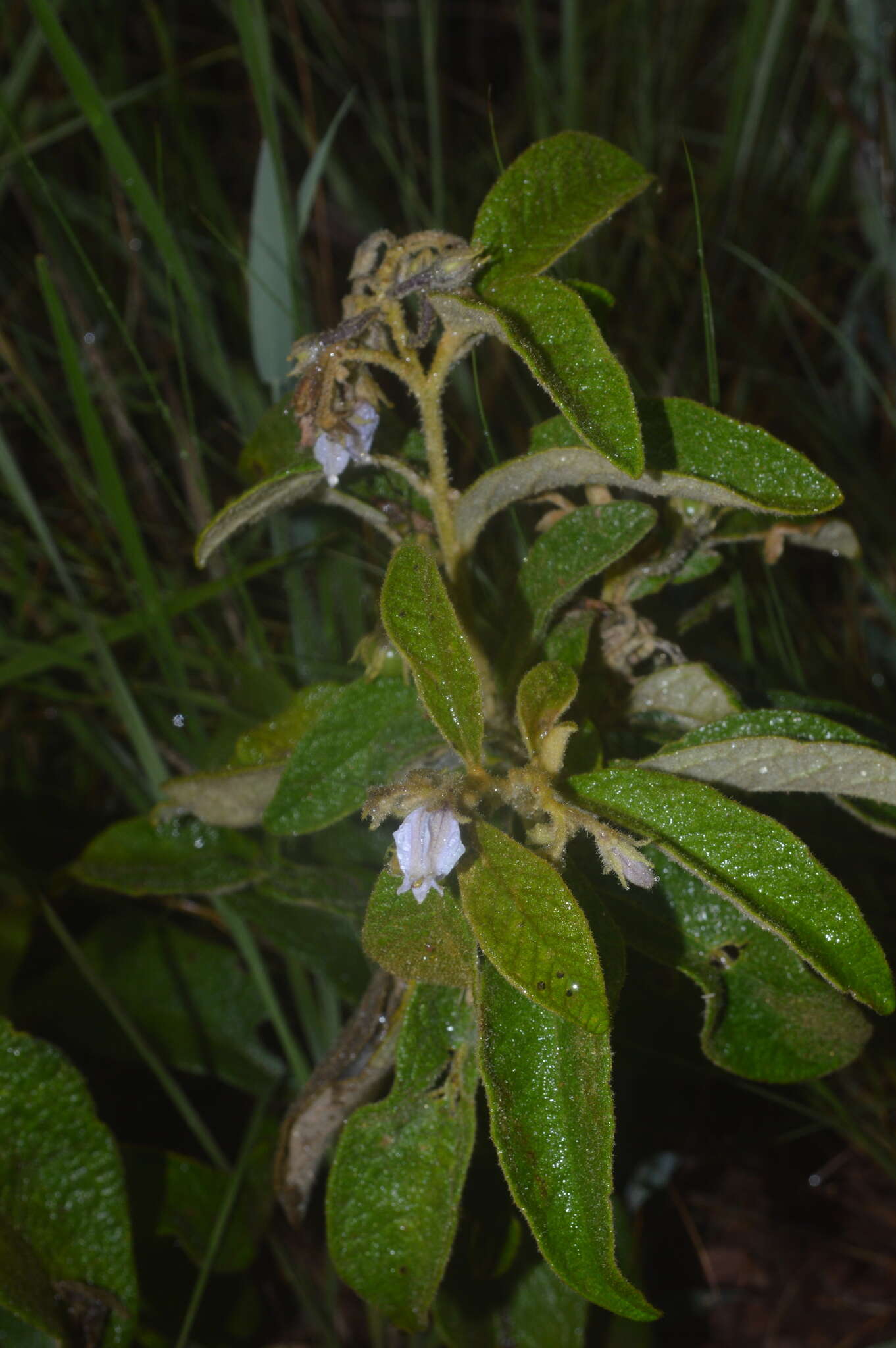 Image of Solanum subumbellatum Vell.