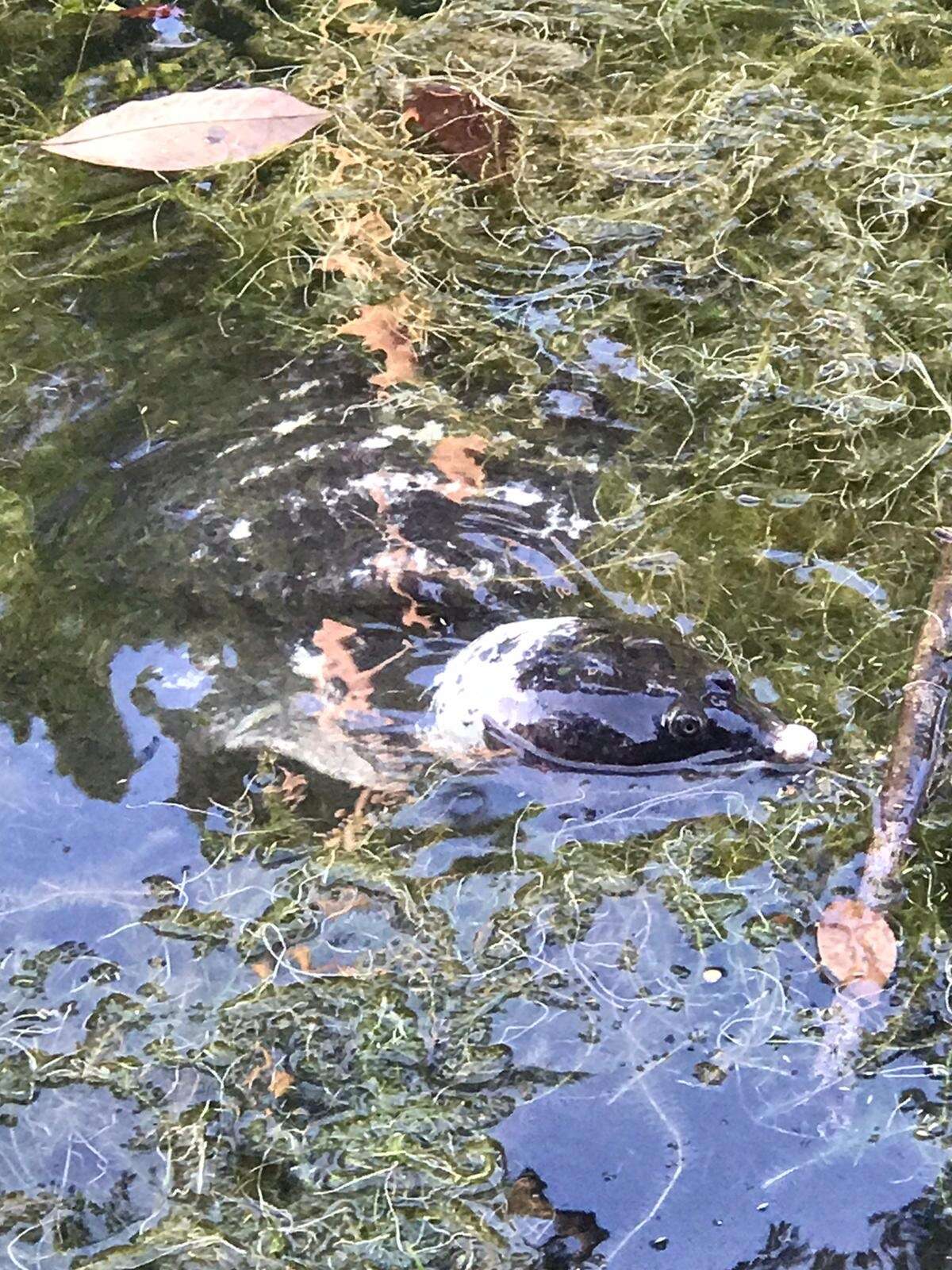 Image of Asiatic Softshell Turtle