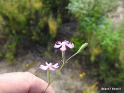 صورة Silene scabriflora Brot.