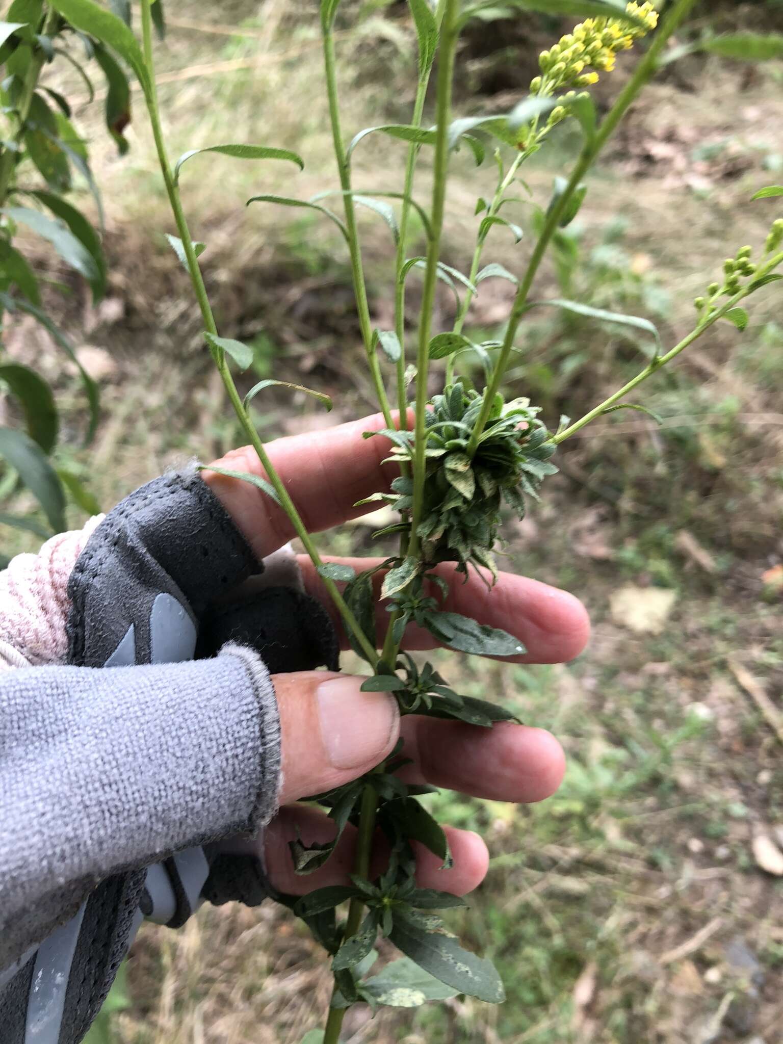 Image of Goldenrod Bunch Gall