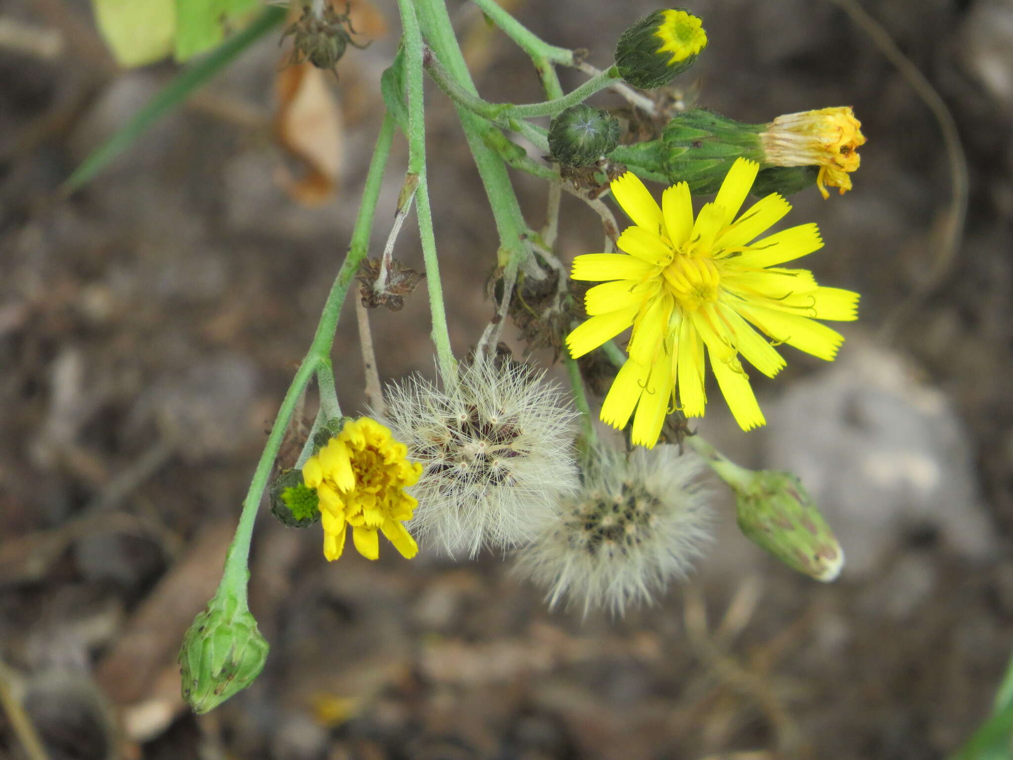 Image of New England hawkweed