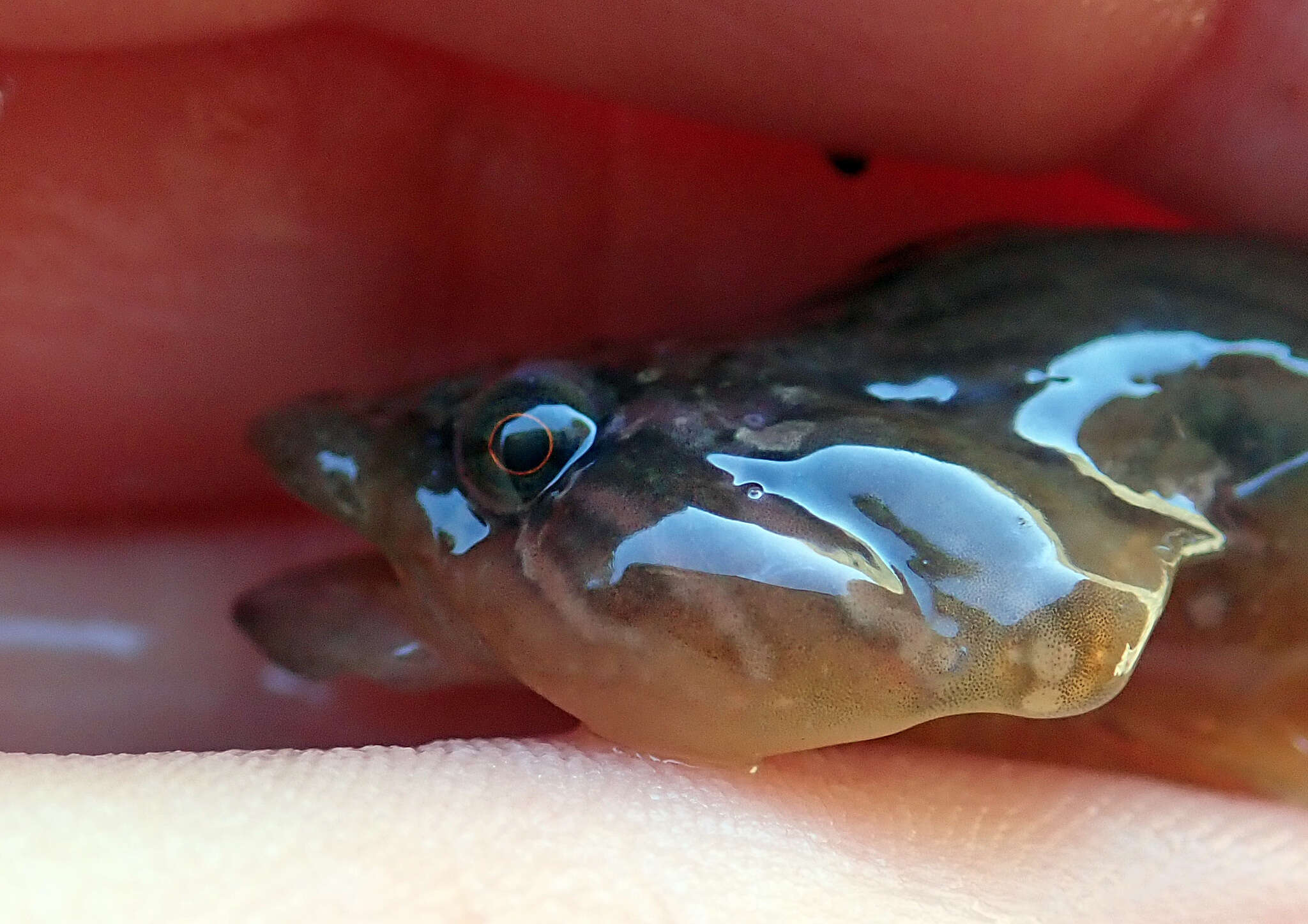 Image of New Zealand lumpfish