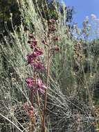 Image of Kern County larkspur