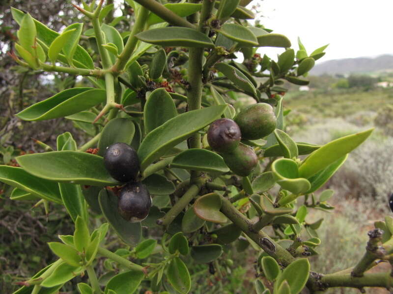 Image of Carissa haematocarpa (Eckl.) A. DC.