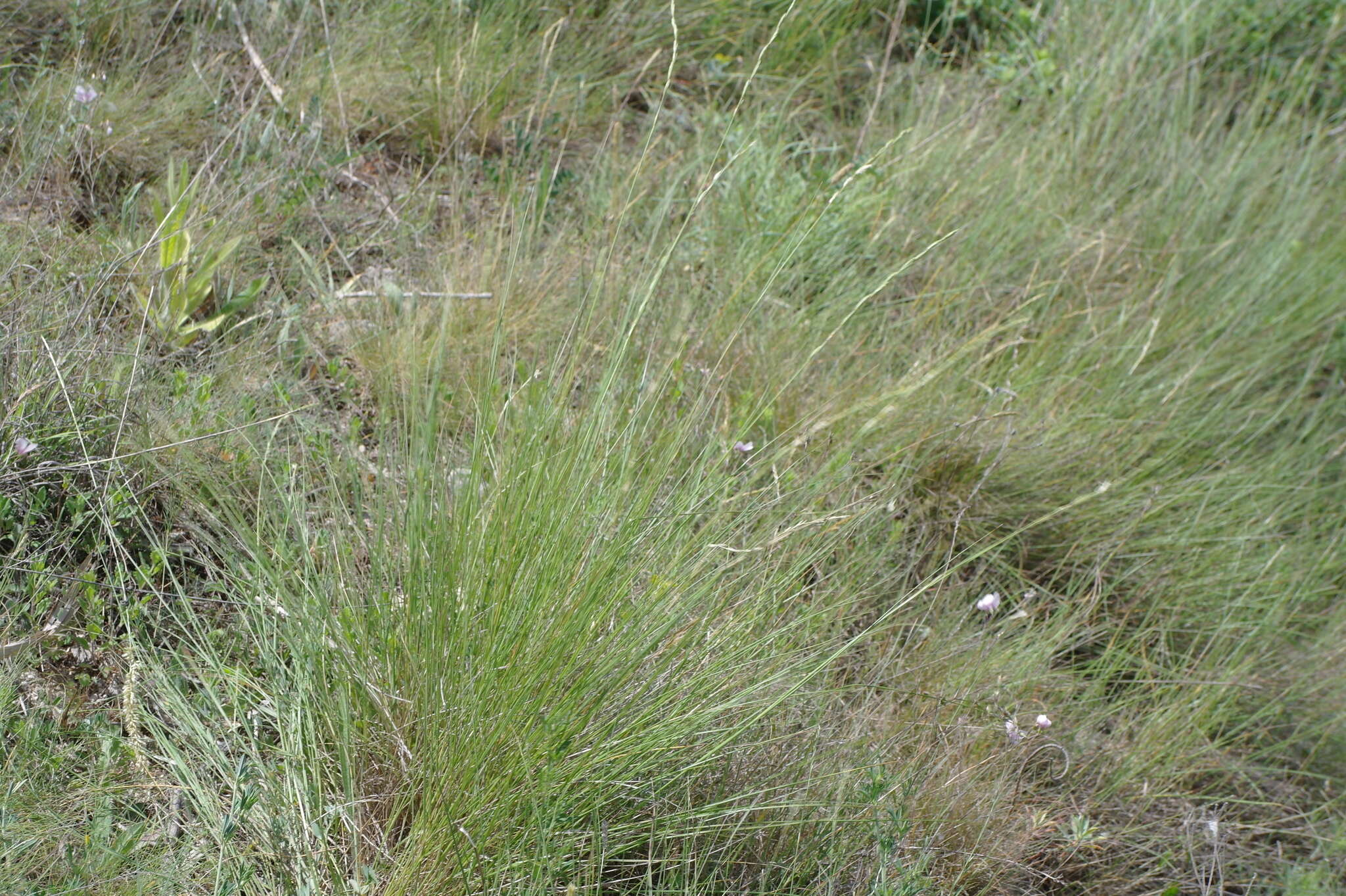 Imagem de Elymus stipifolius (Trautv.) Melderis