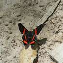 Image of Ancyluris colubra Saunders 1859