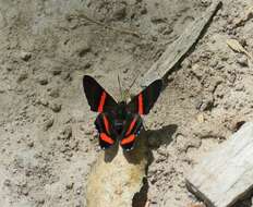 Image of Ancyluris colubra Saunders 1859